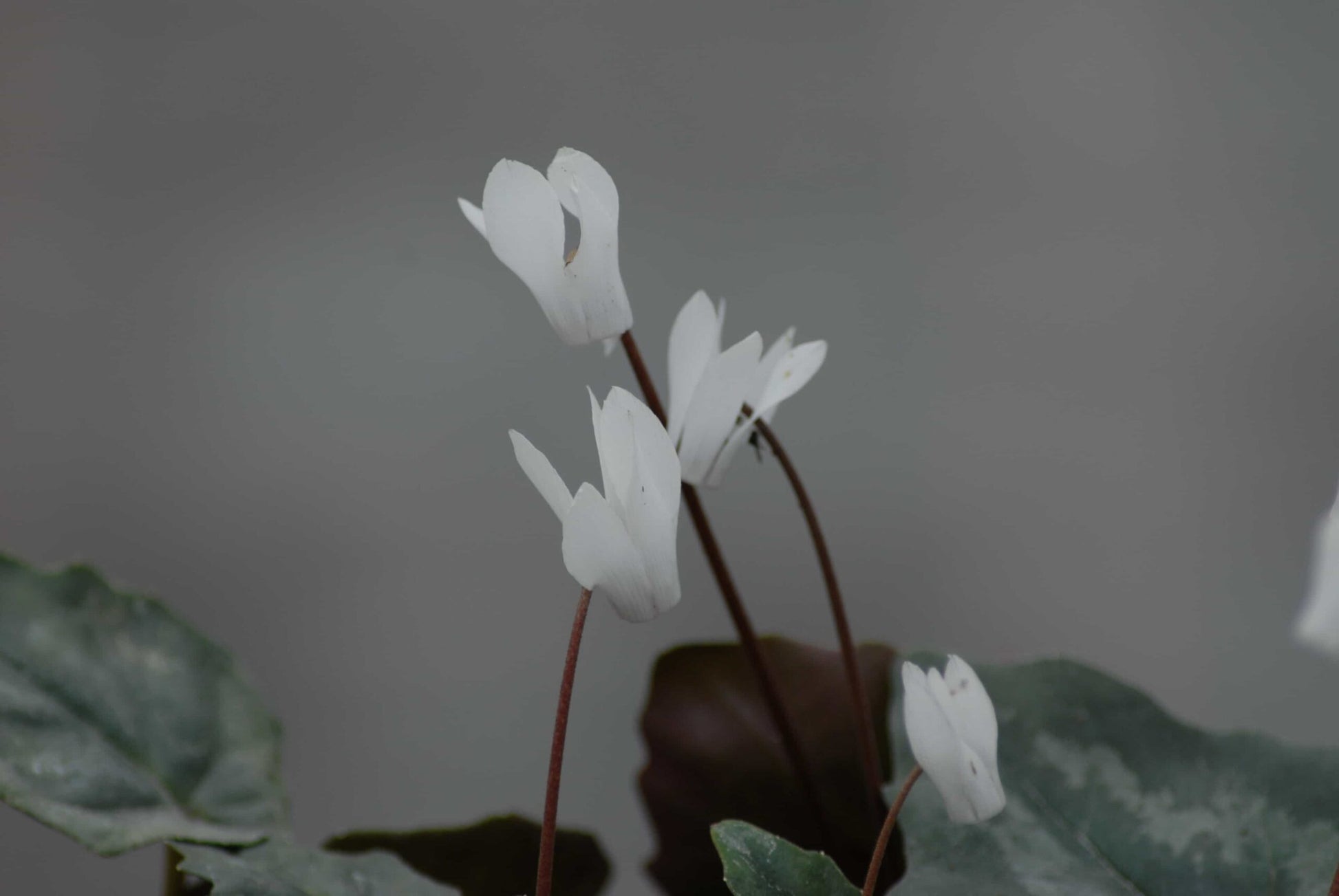 Cyclamen repandum Album_0775