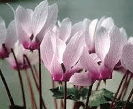 Cyclamen rohlfsianum. 2