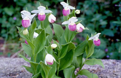 Cypripedium reginae