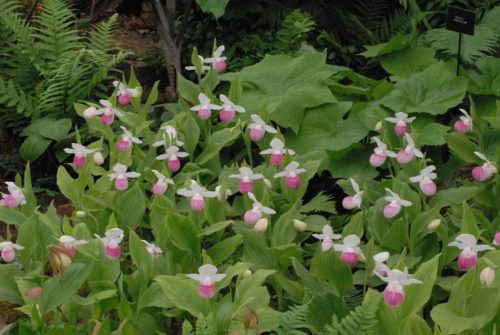 Cypripedium reginae