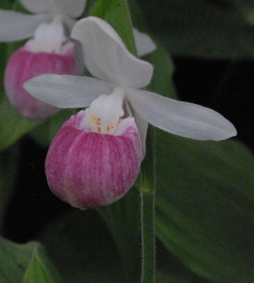 Cypripedium reginae