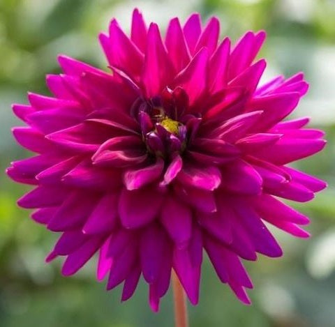 Dahlia Ambition square