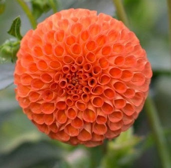 Dahlia Bantling square