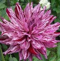 Dahlia Bristol Stripe