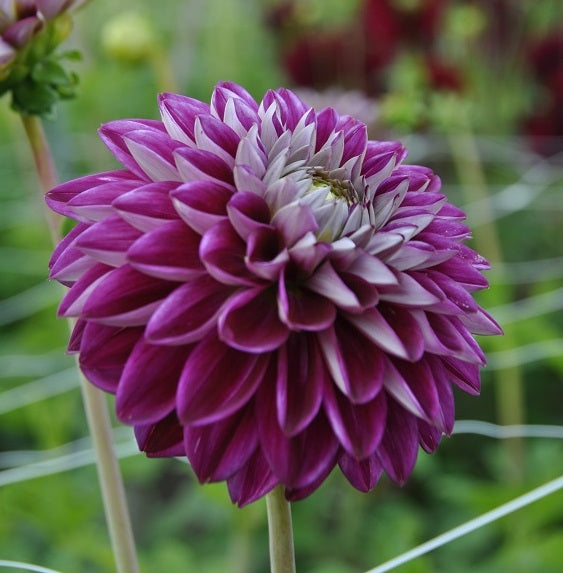 Dahlia Embassy square
