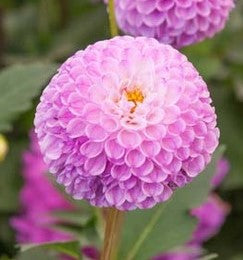 Dahlia ‘Franz Kafka’,Dahlia,rose