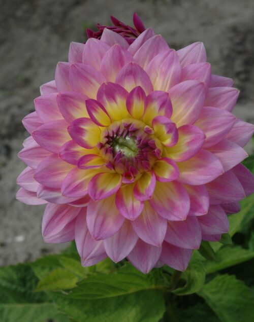 Dahlia Jowey Gipsy