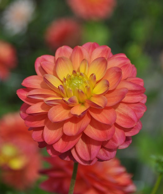 Dahlia Princess Erika