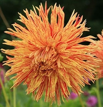 Dahlia Rejmans Firecracker