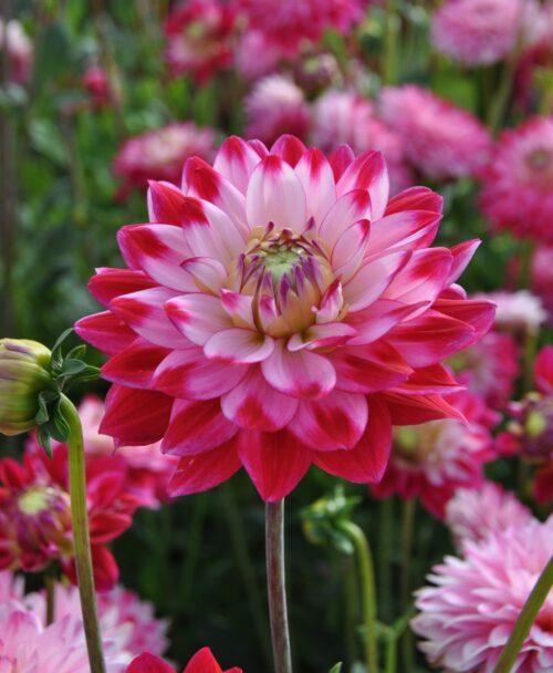 Dahlia Seniors Dream