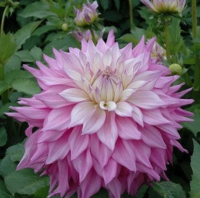 Dahlia Sir Alf Ramsey small
