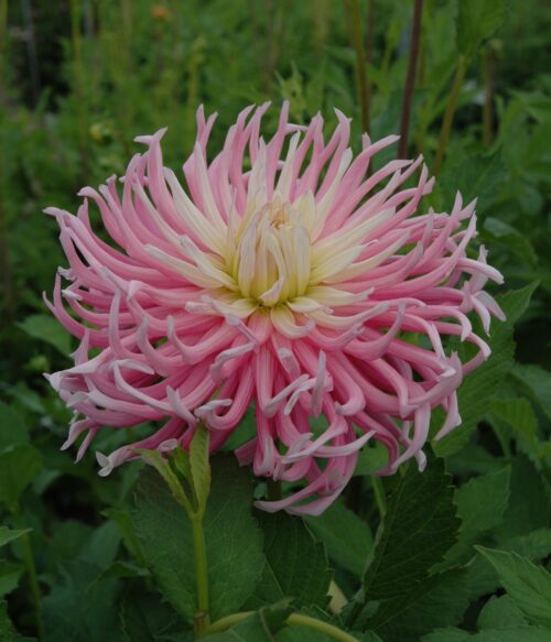 Dahlia Stars Favourite