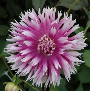 Dahlia Table Dancer small