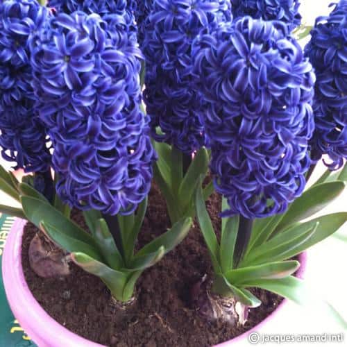 Delft-Blue-AGM