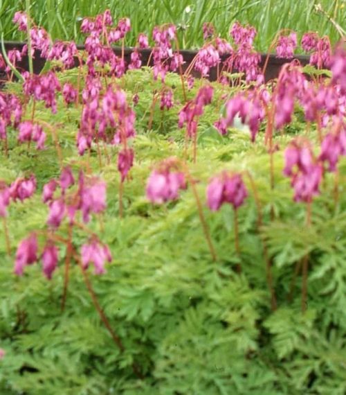 Dicentra formosana-713
