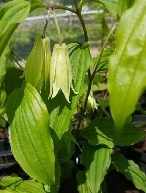 Disporum bodinieri Maria photo