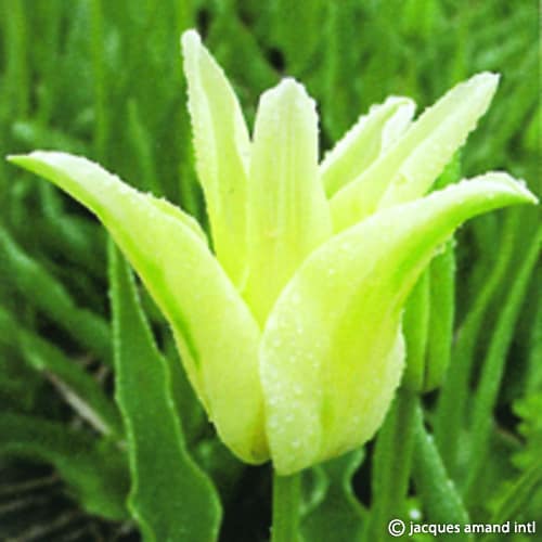 Elegans-Alba