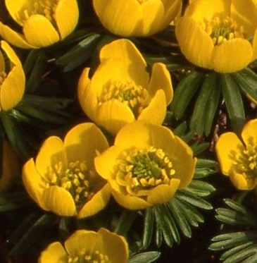 Eranthis thun. Guinea Gold718