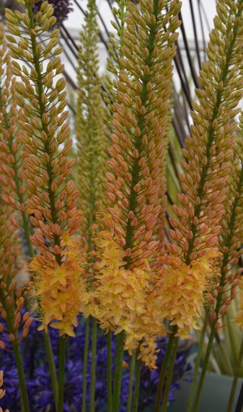 Eremurus Cleopatra_3936 (2)