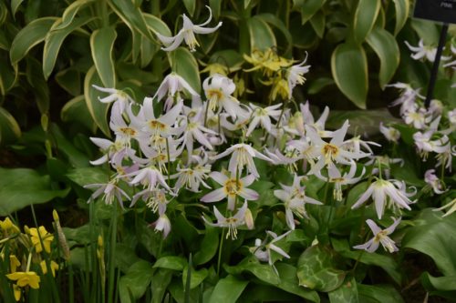 Erythronium revolutum Kinfauns Pink_2071 (1)