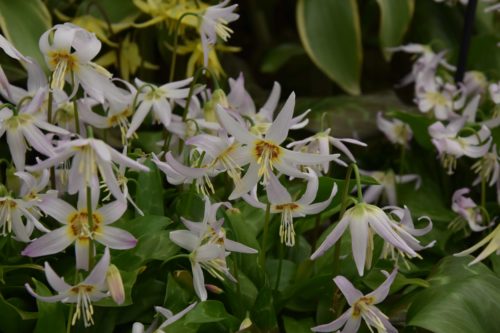 Erythronium revolutum Kinfauns Pink_2071 (2)