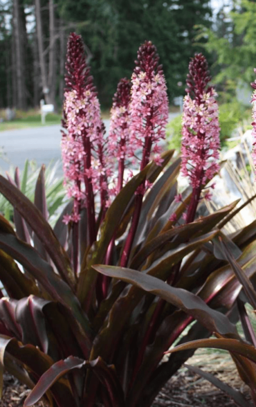 eucomis-1