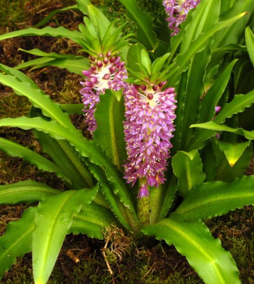 eucomis-leia