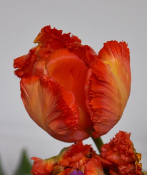 Flower Power_5693 (3)