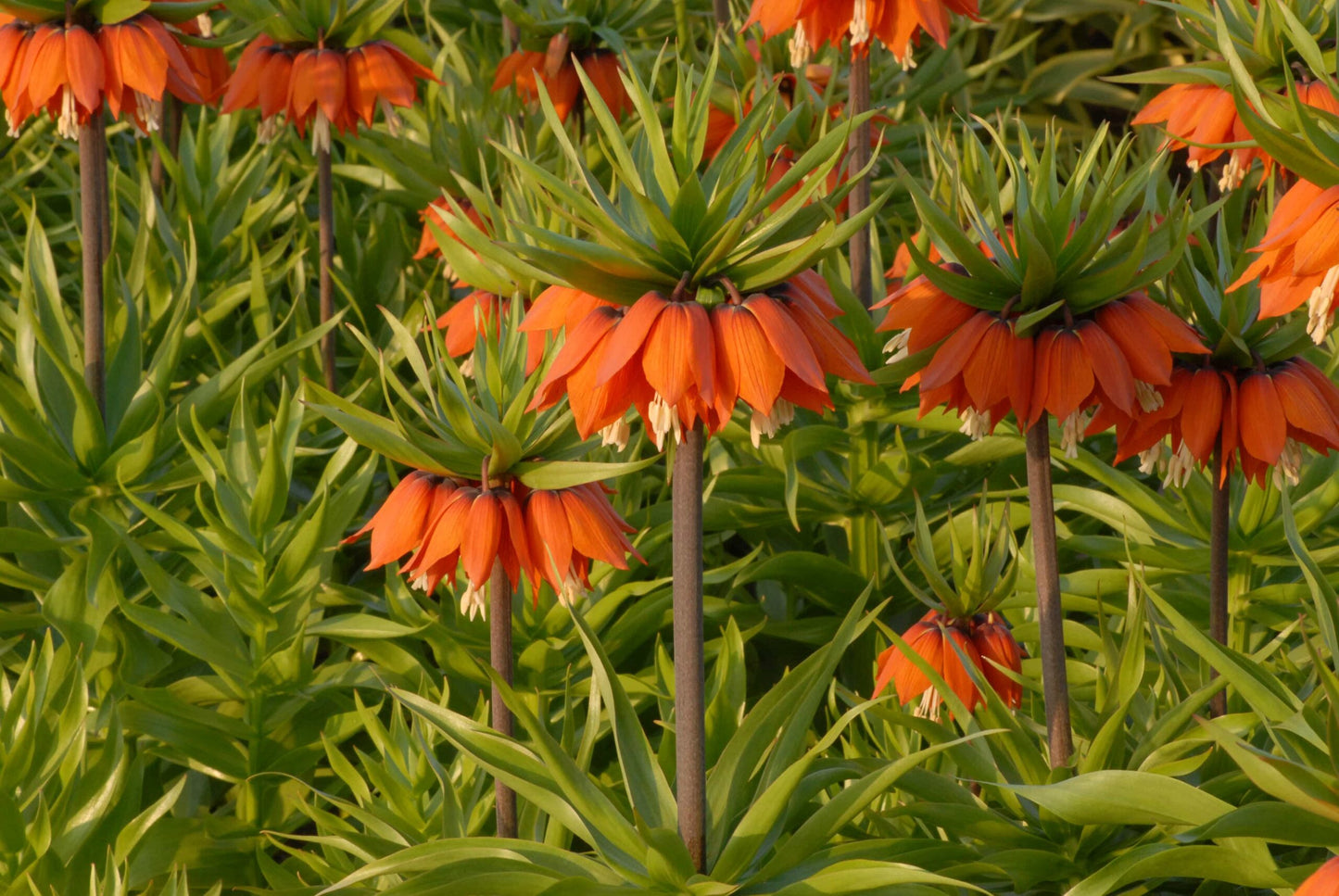 Fritillaria imperialis Aurora_0716