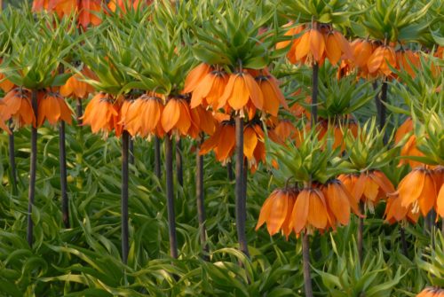 Fritillaria imperialis Premier_0710
