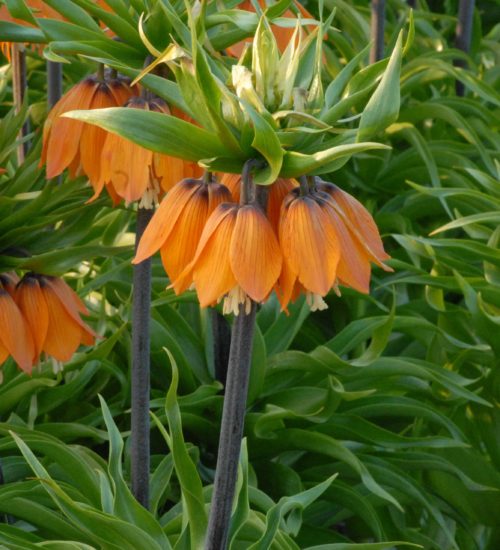 Fritillaria imperiallis Premier_0727