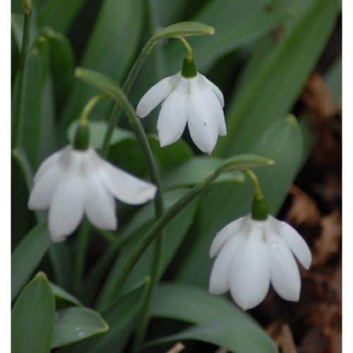Galanthus Godfrey Owen_0589 (1)