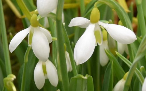 Galanthus Wendys Gold_0007 (1) – Copy
