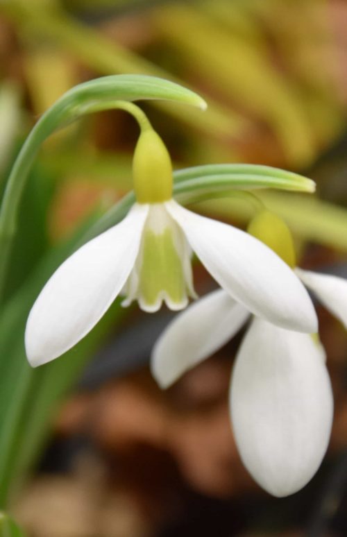 Galanthus Wendys Gold_0007 (2)