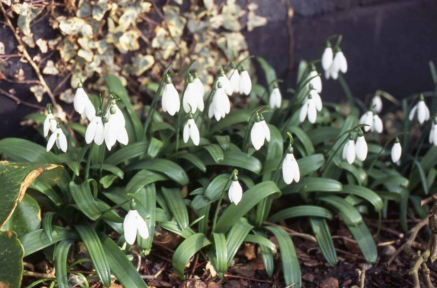 Galanthus woronowii