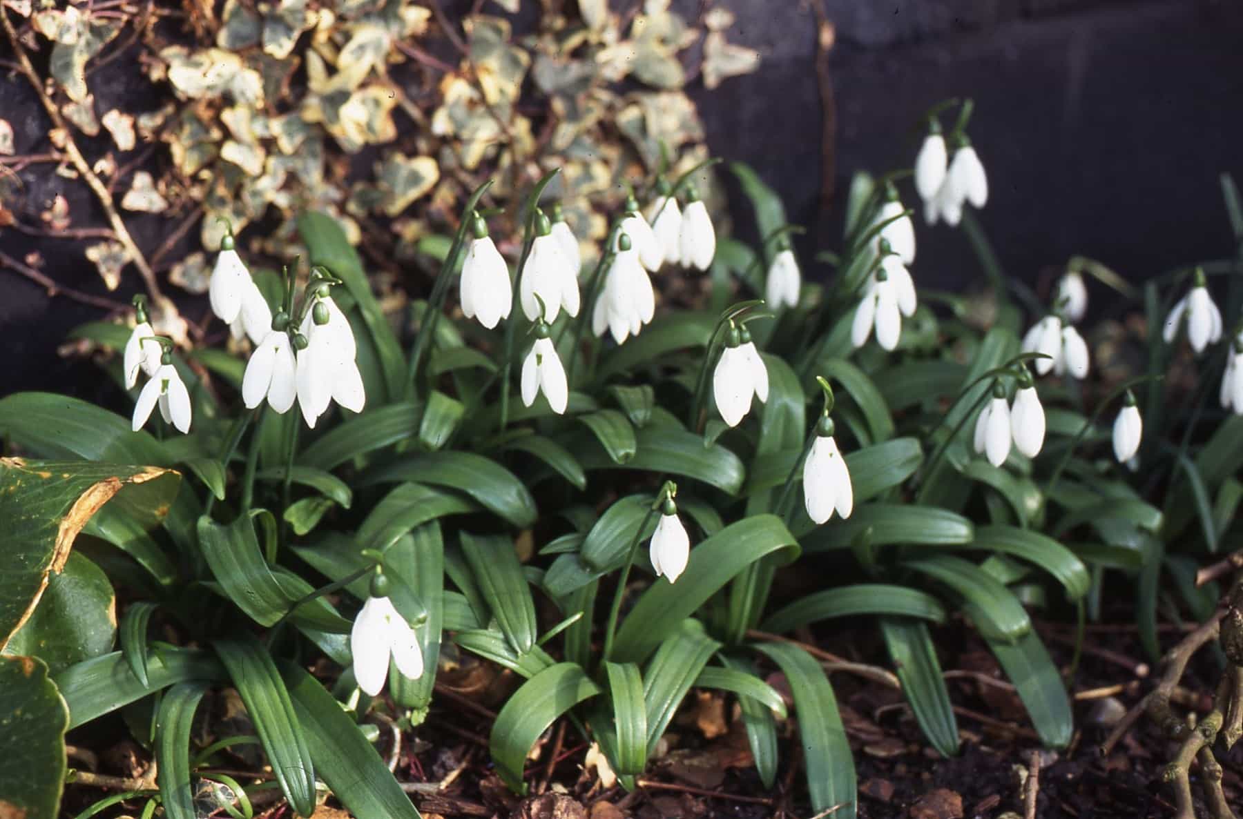 Galanthus woronowii