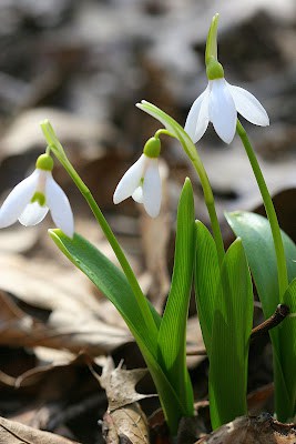 Galanthus woronowii