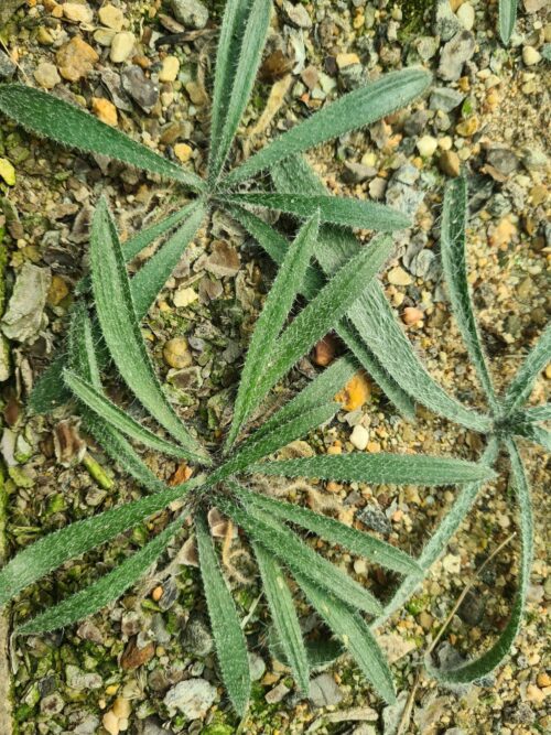 Gethyllis barkerae leaves-20220812_121229