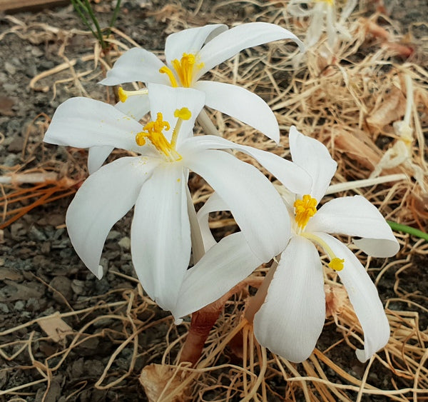 Gethyllis cavidens flws