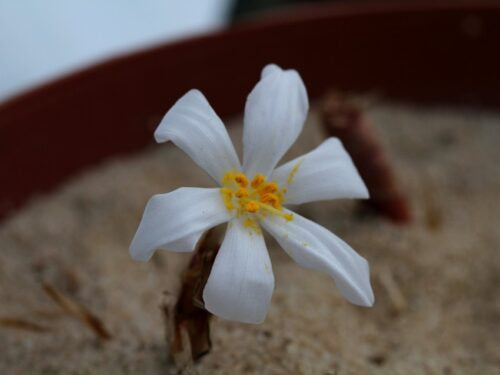 Gethyllis linearis kk