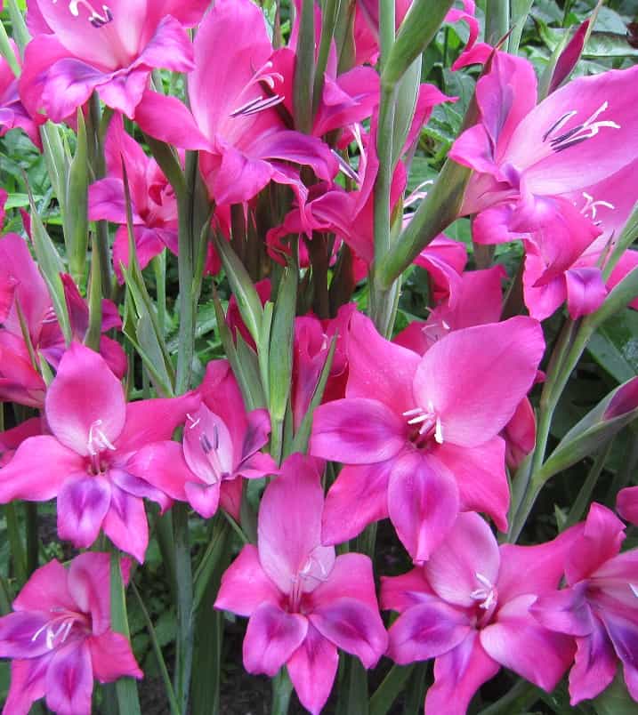 Gladiolus Vulcano cat