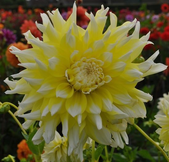 Grand Prix dahlia