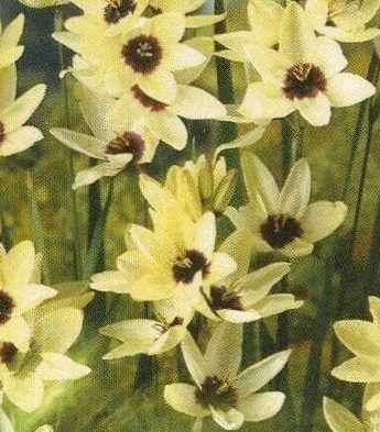 HOGARTH IXIA