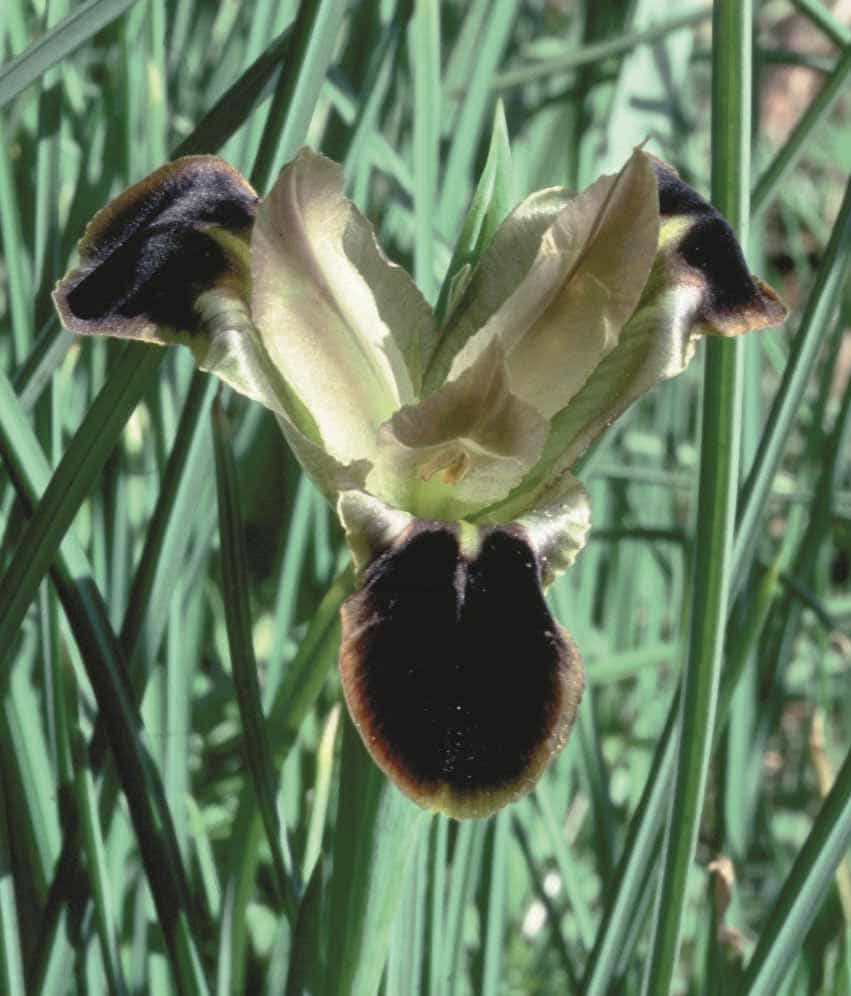 Hermodactylus tuberosa 2003 (2)