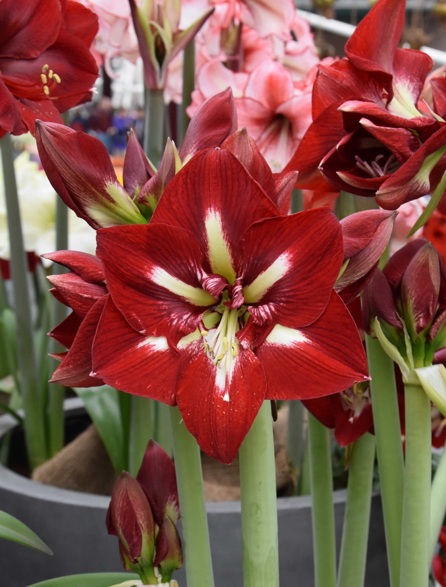 Hippeastrum Barbados