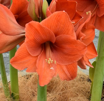 Hippeastrum Naranja sq