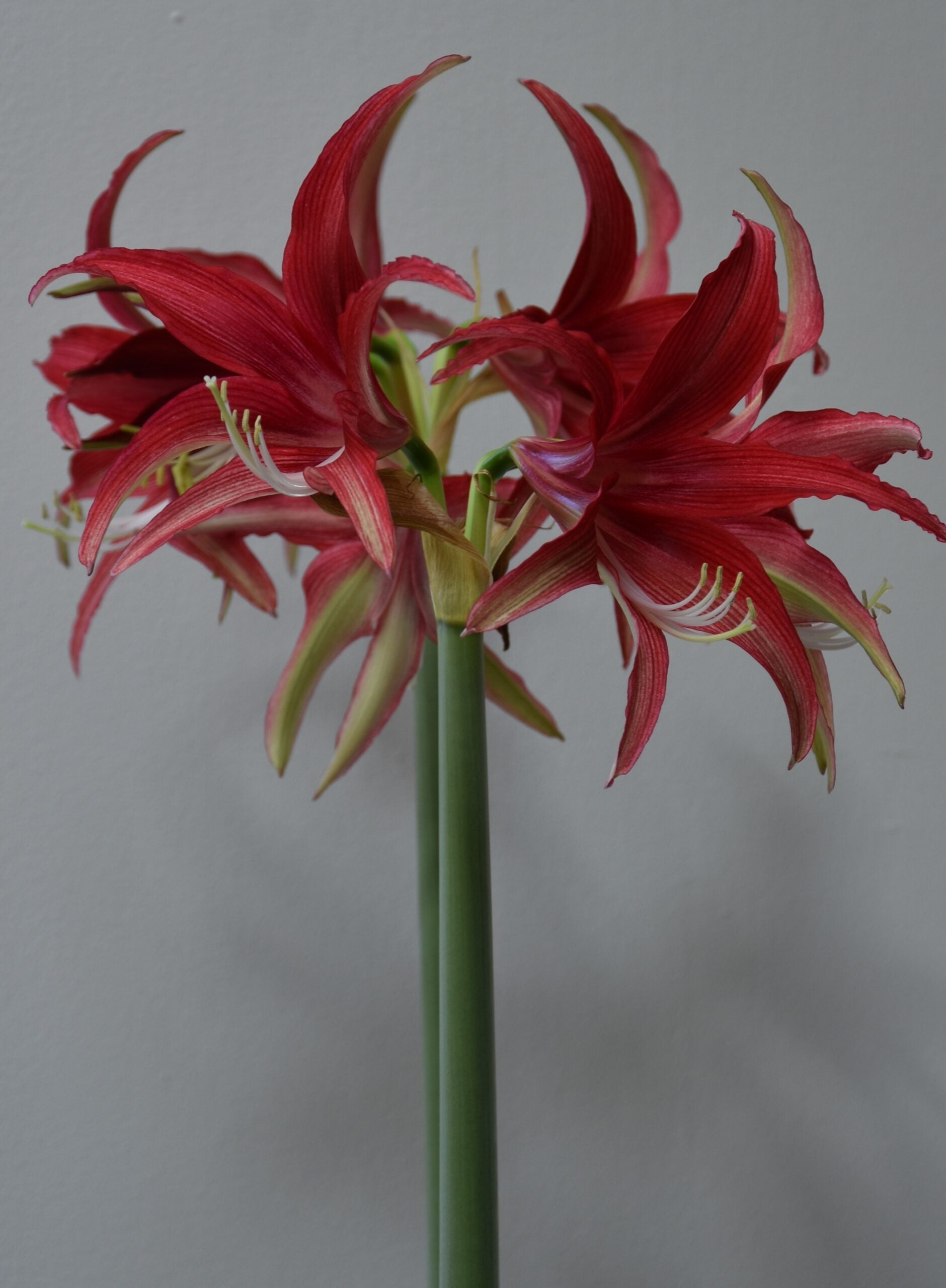 Hippeastrum Quito_0586 (2)