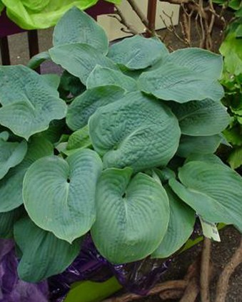 hosta-bressingham-blue