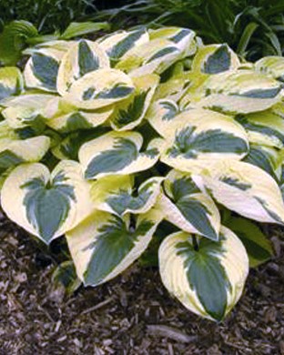 hosta-brim-cup-1