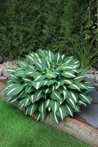 Hosta Risky Business